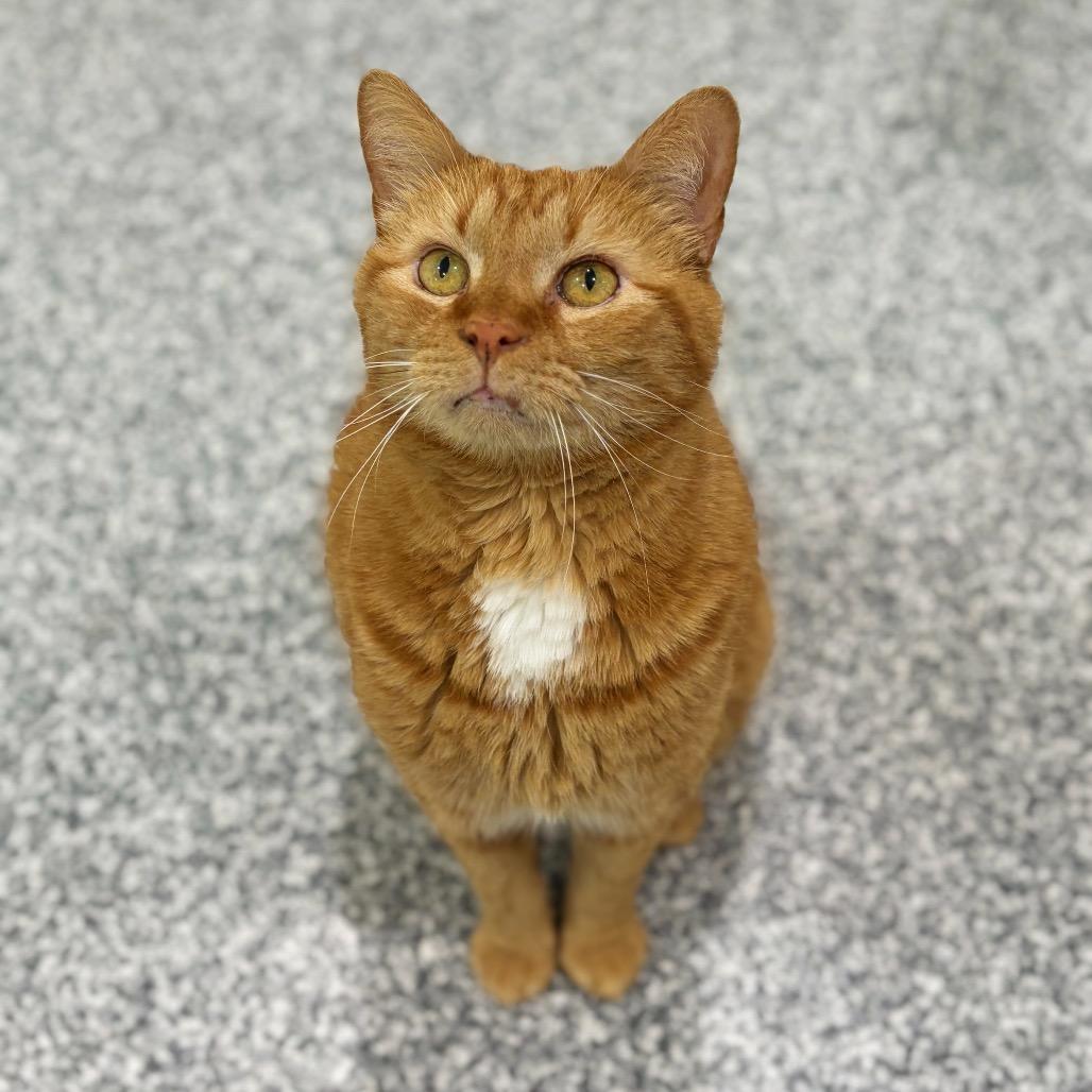 Enlarge Garfield, a Adoptable Domestic Short Hair in Cumming, GA image 5/6