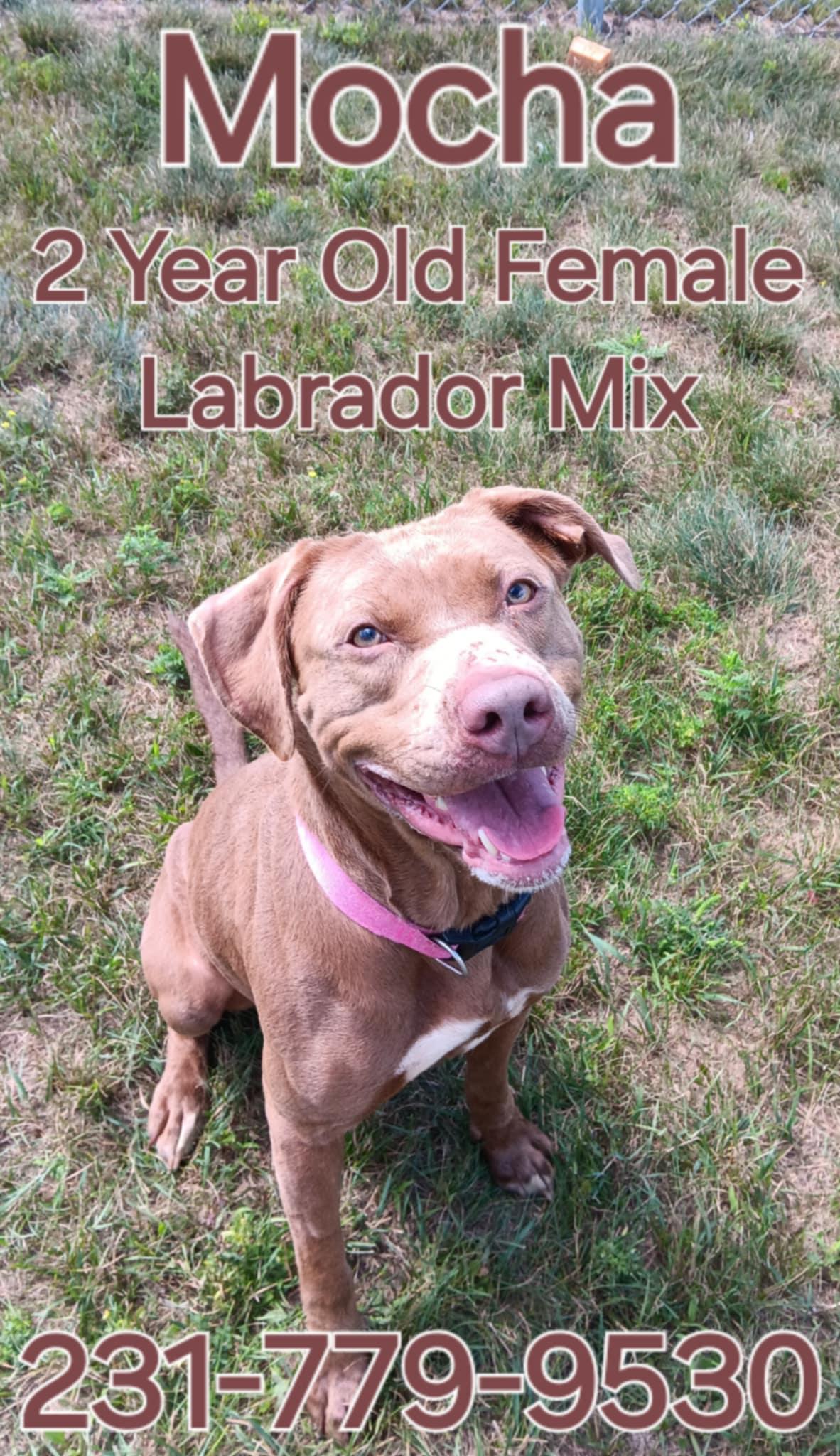 MOCHA, an adoptable Labrador Retriever in Cadillac, MI, 49601 | Photo Image 2