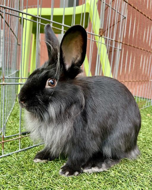 YOGI, Adoptable, Young Male Bunny Rabbit.