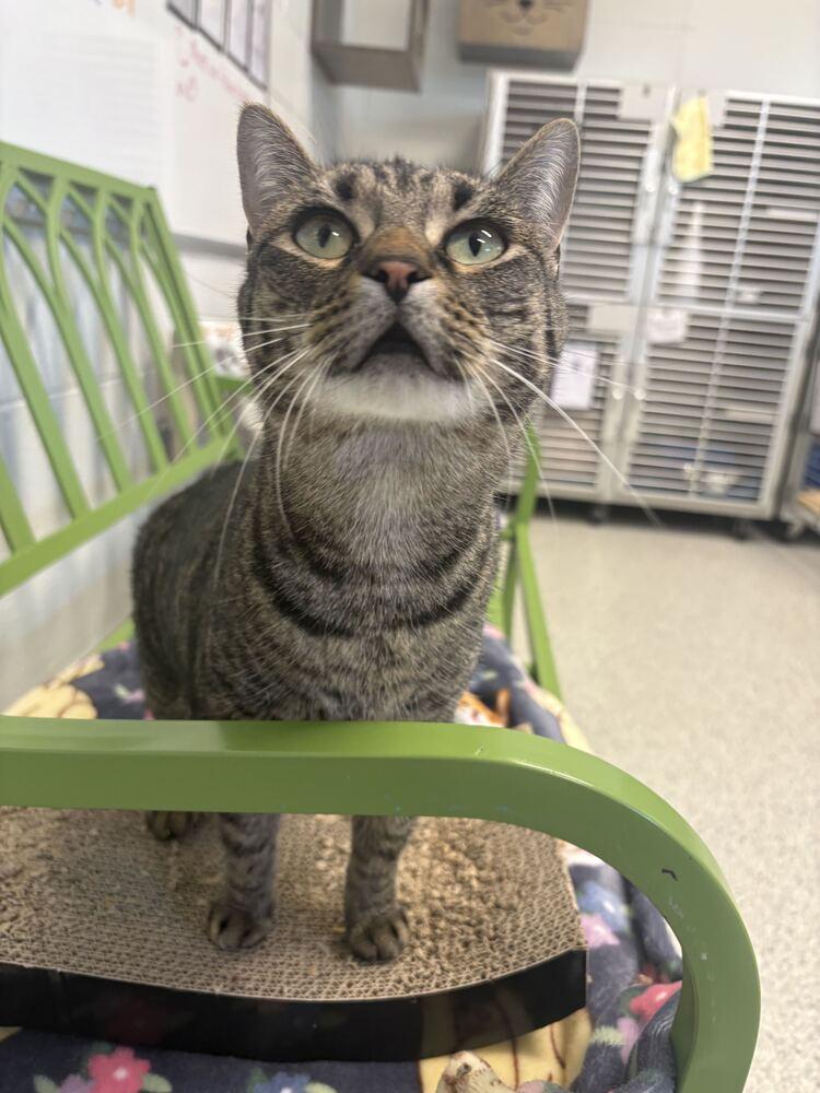 Kaja, Adoptable, Adult Female Tabby.