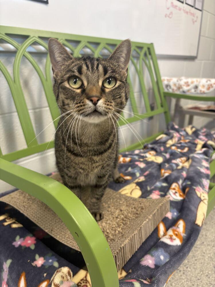 Enlarge Kaja, a Adoptable Tabby in Bowling Green, OH image 2/3
