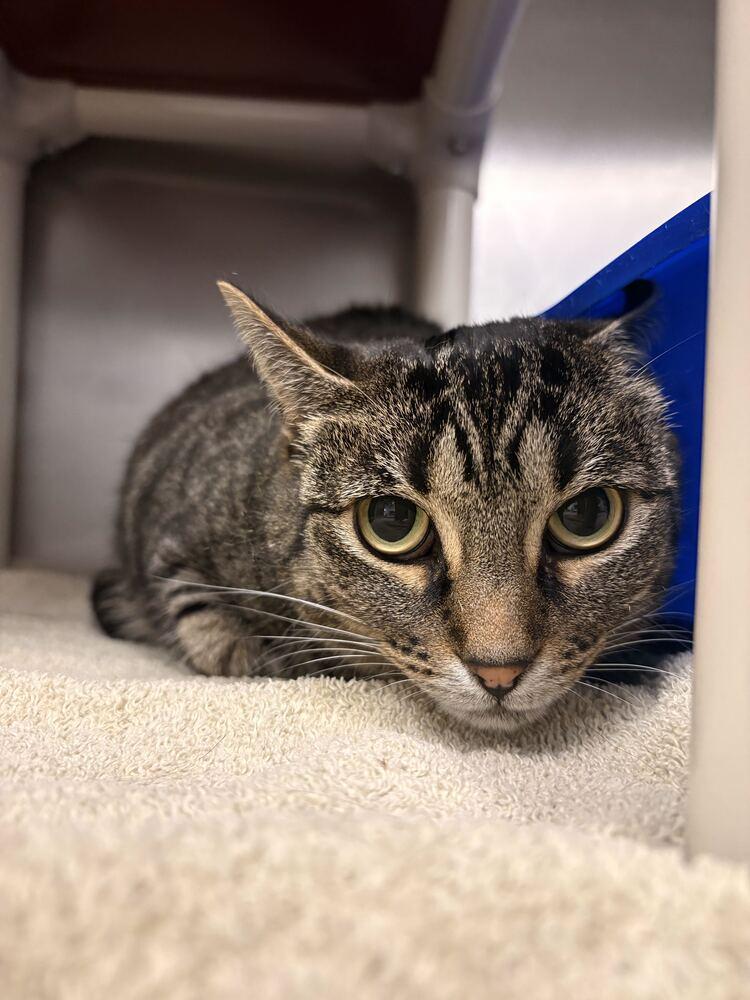 Enlarge Kaja, a Adoptable Tabby in Bowling Green, OH image 3/3