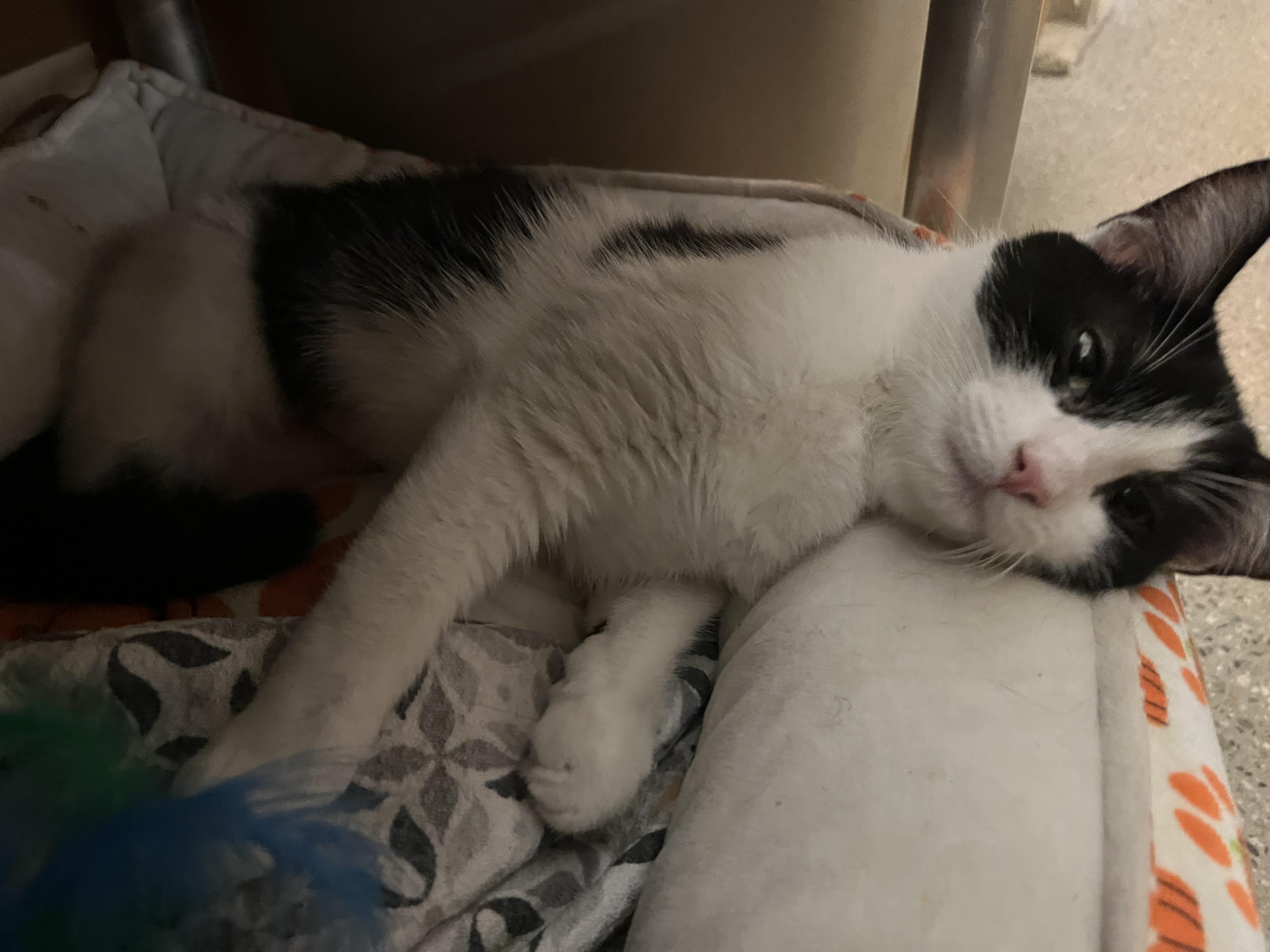 Enlarge Flower, a ADOPTABLE Domestic Short Hair in Tustin, CA image 1/1