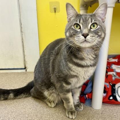 Enlarge McAvoy, a Adoptable mixed breed in East Montpelier, VT image 1/1
