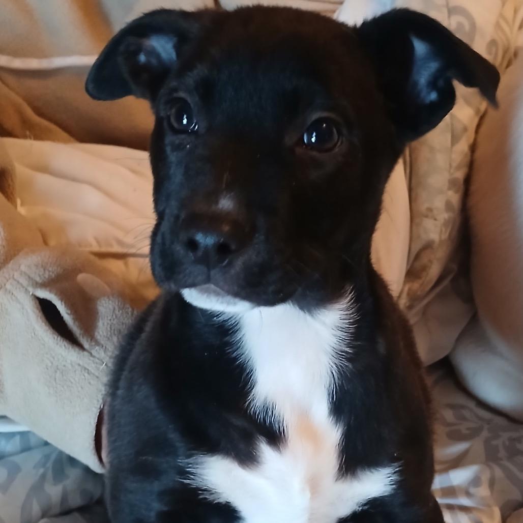 Marsha, Adoptable, Puppy Female Pit Bull Terrier.