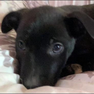 Marsha, Adoptable, Puppy Female Pit Bull Terrier.