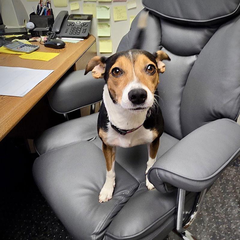 Alma (VA), Adoptable, Adult Male Rat Terrier.