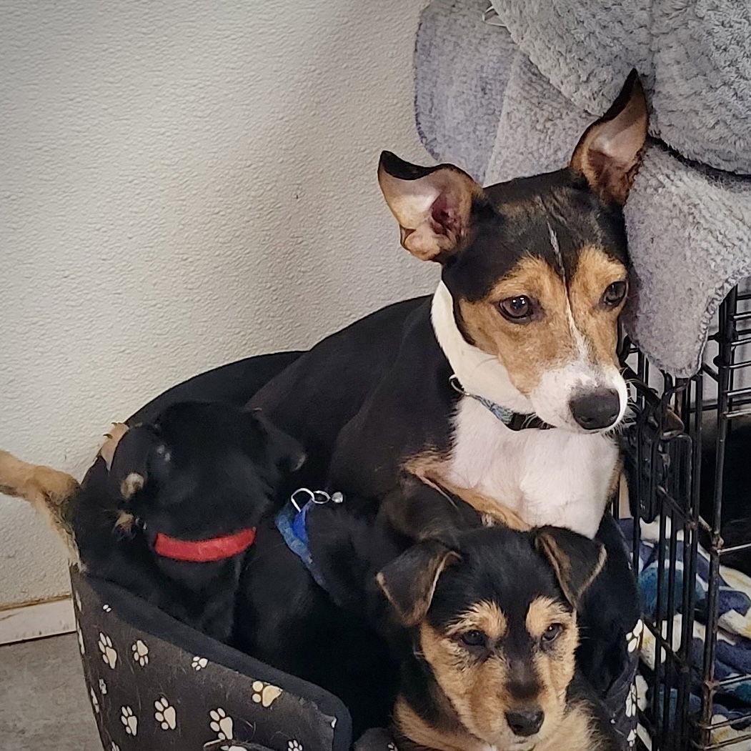 Alma (VA), a Adopted Rat Terrier in Stafford, VA image 3/3