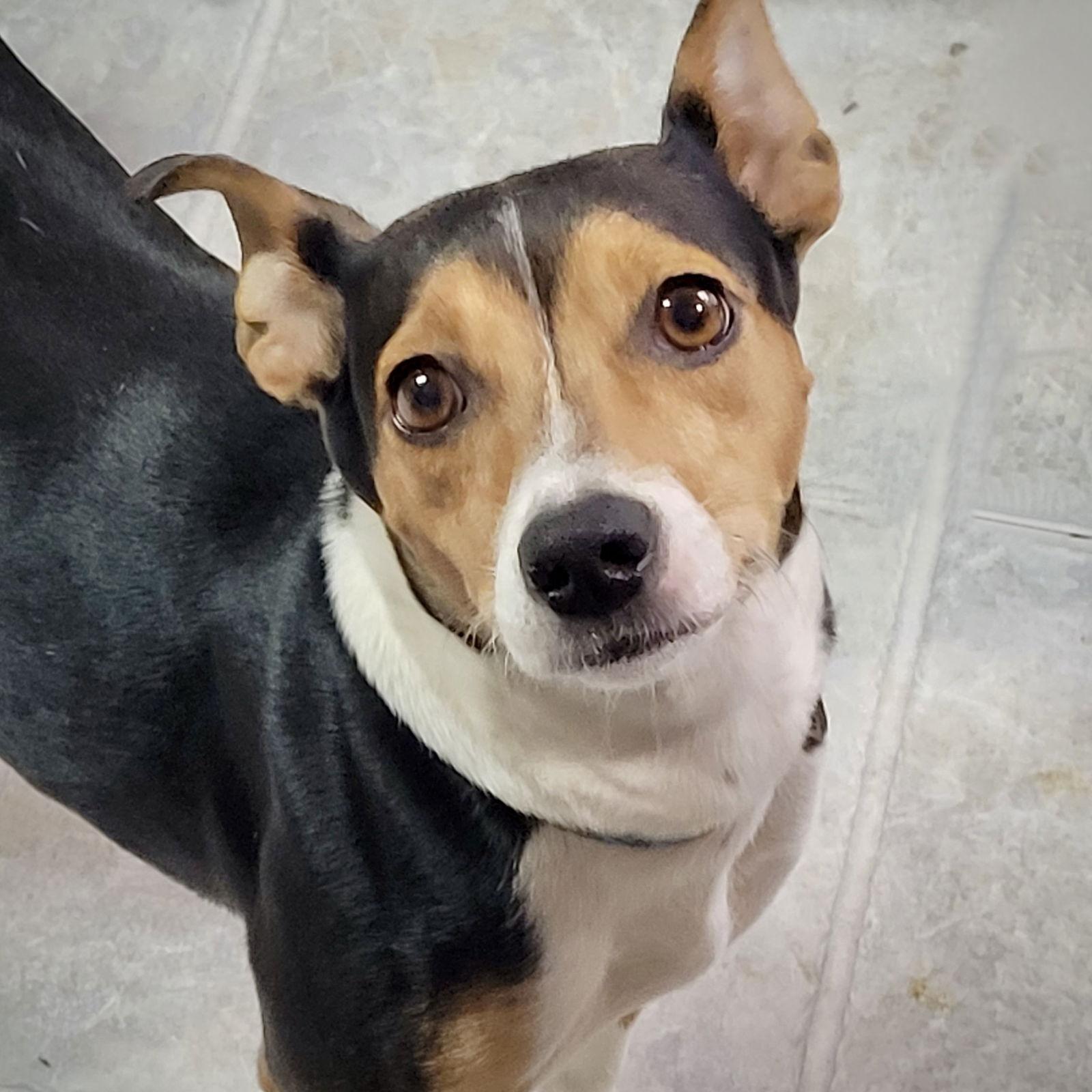 Alma (VA), Adoptable, Adult Female Rat Terrier.