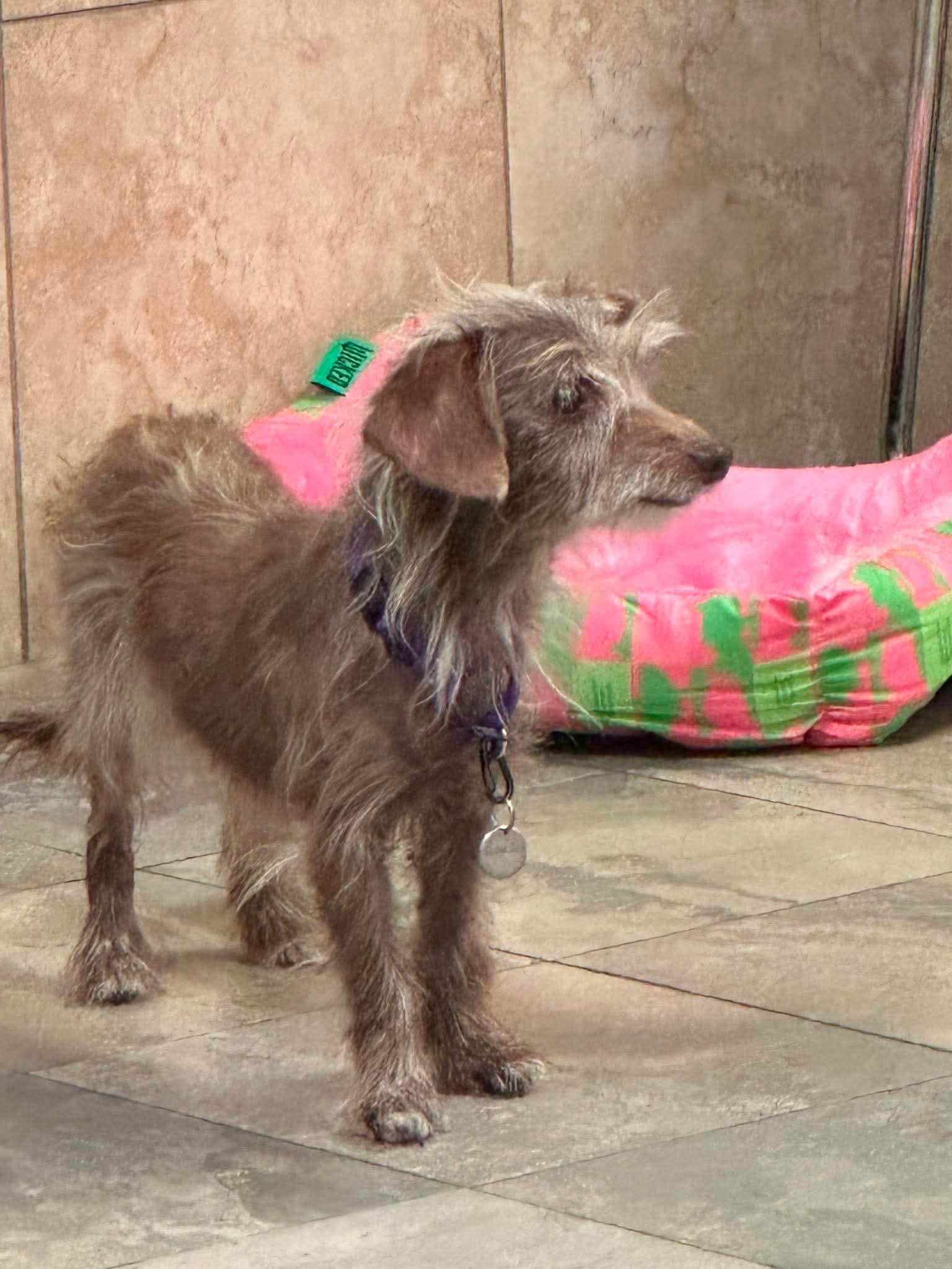 Enlarge Poppy, a Adoptable Dachshund in Virginia Beach, VA image 1/2