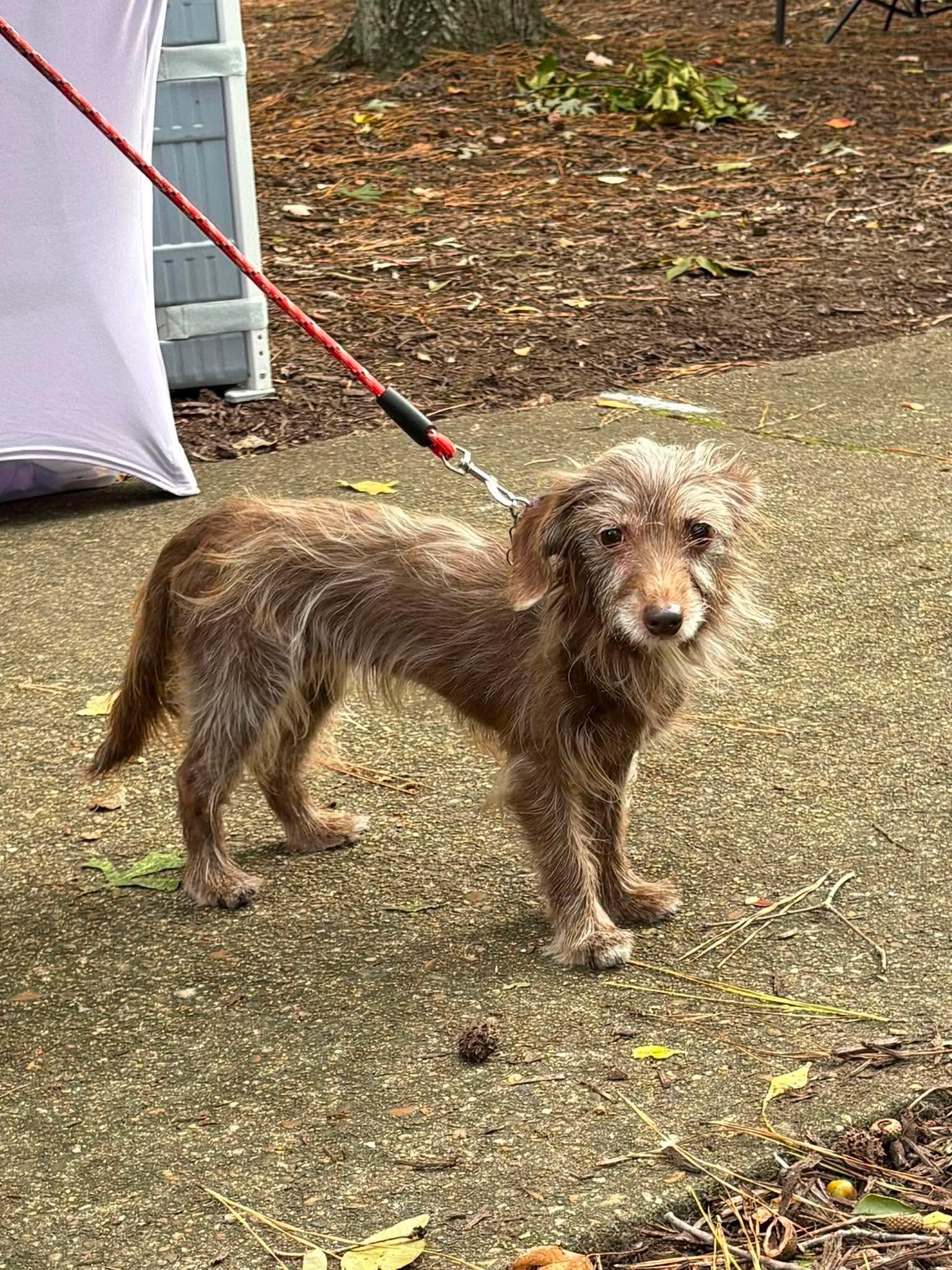 Enlarge Poppy, a Adoptable Dachshund in Virginia Beach, VA image 2/2