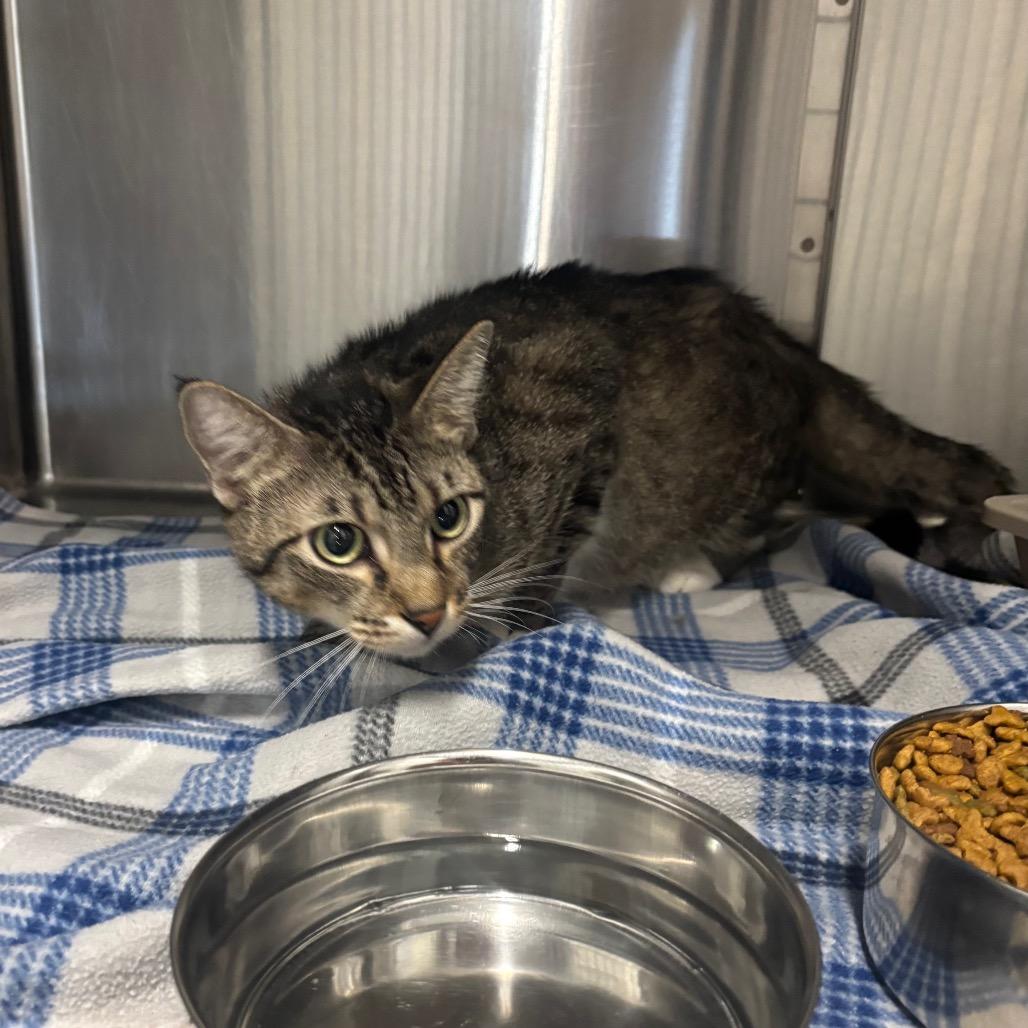 Mittens, Adoptable, Adult Male Domestic Short Hair.