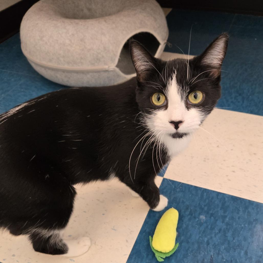 Daisy, Adoptable, Adult Female Domestic Short Hair.