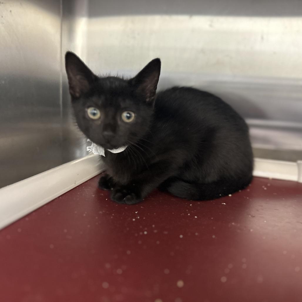 Enlarge Foot, a Adoptable Domestic Short Hair in Enfield, NH image 1/1