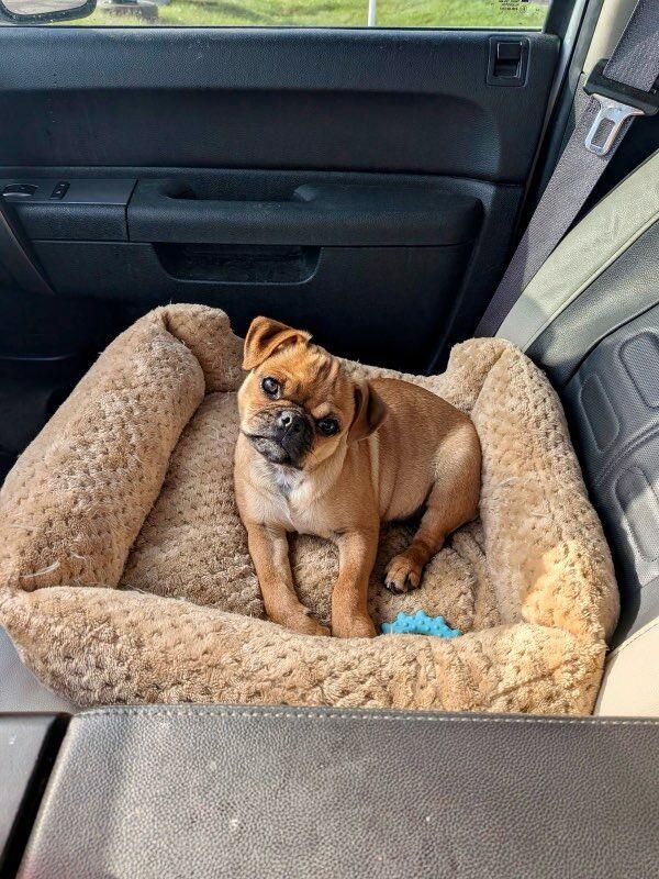 Enlarge Bucky, an adopted mixed breed in Polson, MT image 2/6