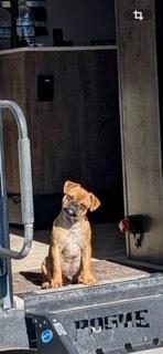 Enlarge Bucky, an adopted mixed breed in Polson, MT image 4/6