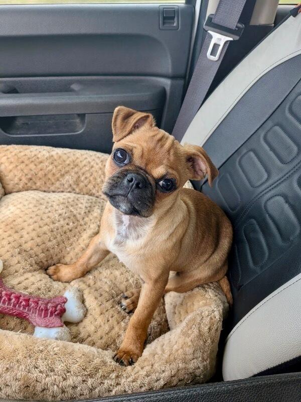 Enlarge Bucky, an adopted mixed breed in Polson, MT image 1/6