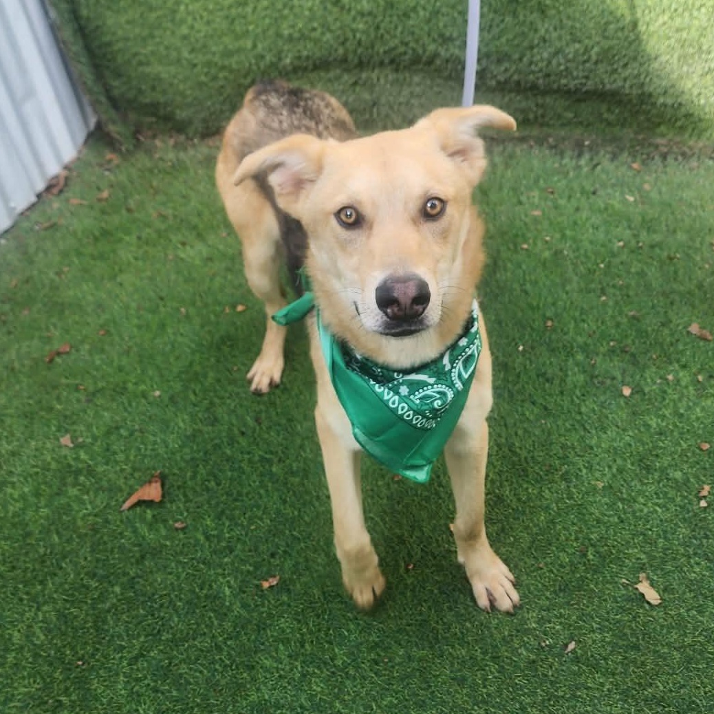 Teddy — thumbnail 4