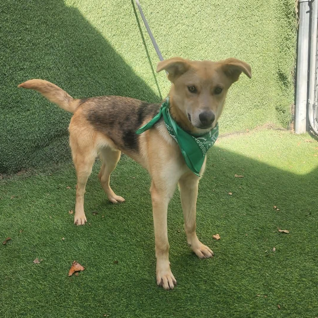 Teddy — thumbnail 5