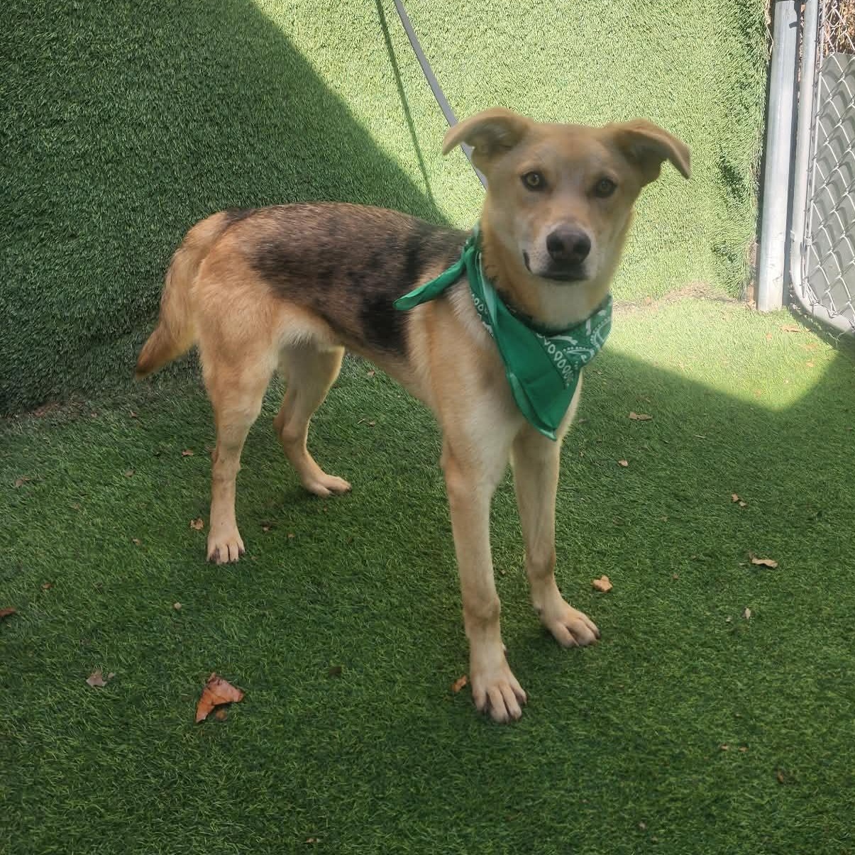 Teddy — thumbnail 6