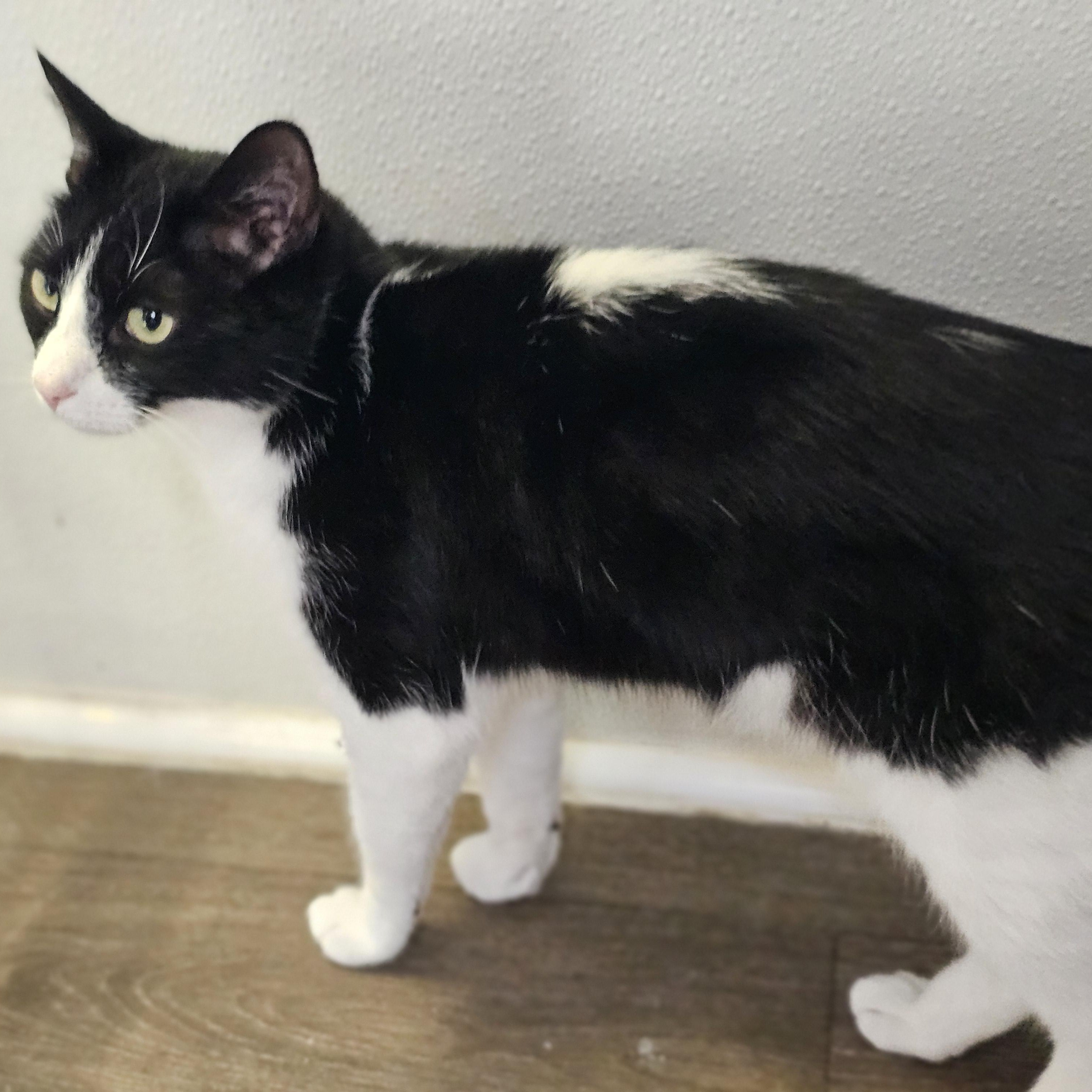 Enlarge Pepper, a Adoptable Domestic Short Hair in Waynesville, NC image 2/3