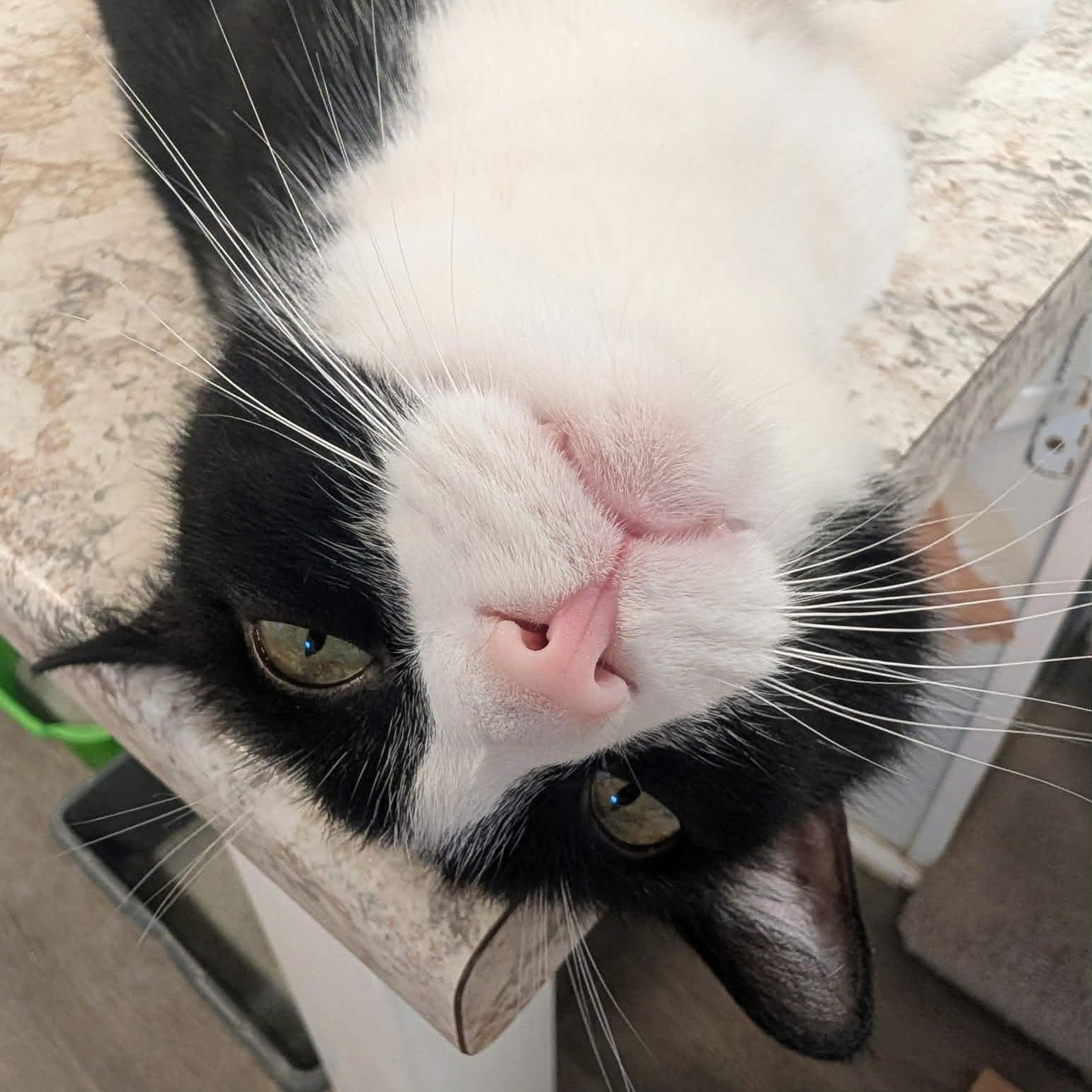 Enlarge Pepper, a Adoptable Domestic Short Hair in Waynesville, NC image 2/5