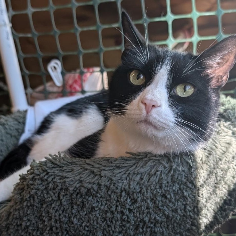 Enlarge Pepper, a Adoptable Domestic Short Hair in Waynesville, NC image 1/3