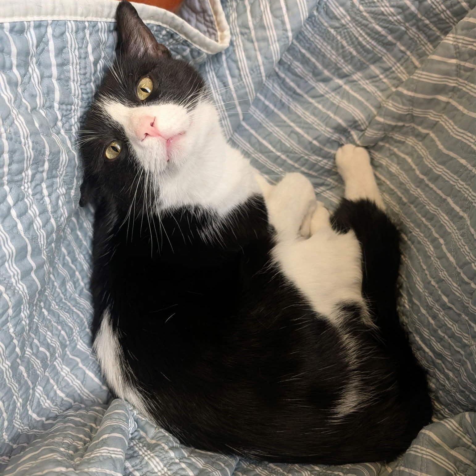 Pepper, Adoptable, Adult Male Domestic Short Hair.