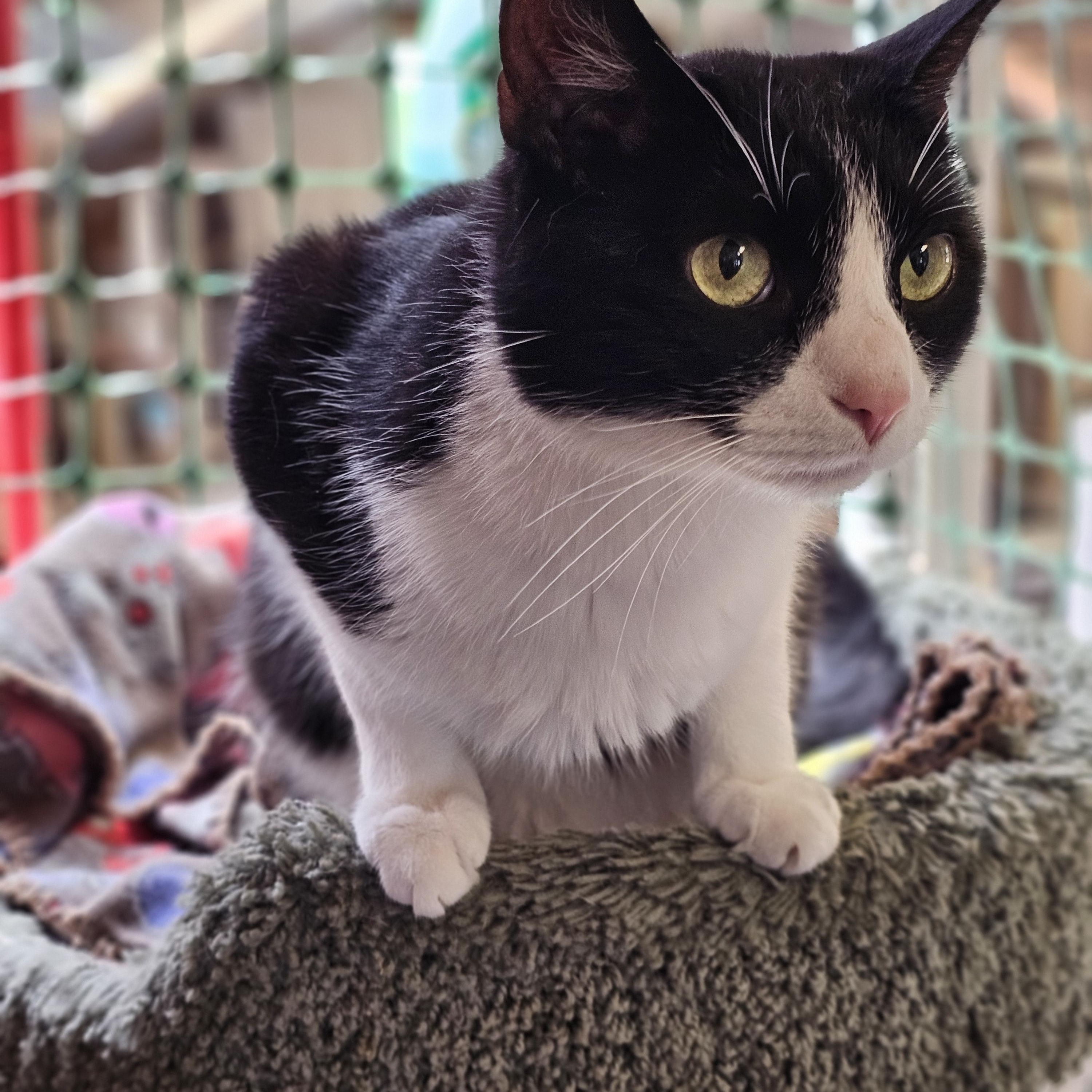 Enlarge Pepper, a Adoptable Domestic Short Hair in Waynesville, NC image 3/3