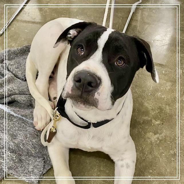 Enlarge Tucker, a Adoptable mixed breed in Little Rock, AR image 1/6