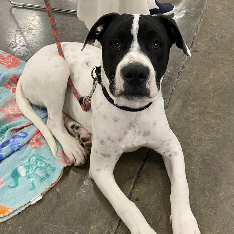 Enlarge Tucker, a Adoptable mixed breed in Little Rock, AR image 3/6