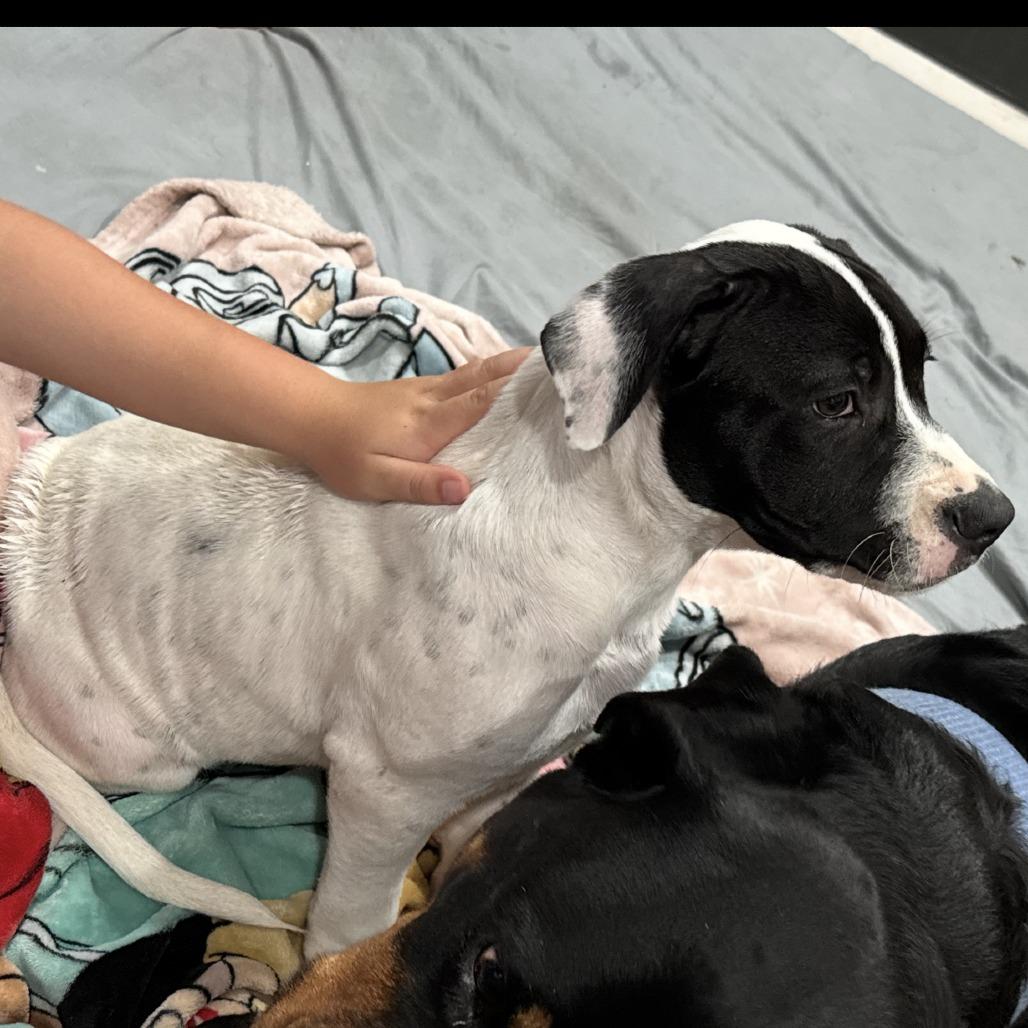 Tucker, a Adoptable mixed breed in Little Rock, AR image 2/4