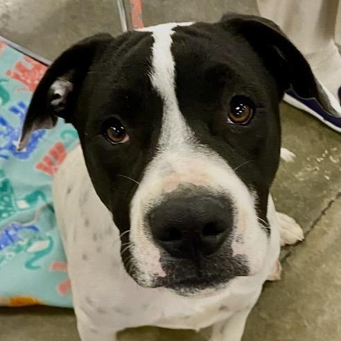 Enlarge Tucker, a Adoptable mixed breed in Little Rock, AR image 4/6