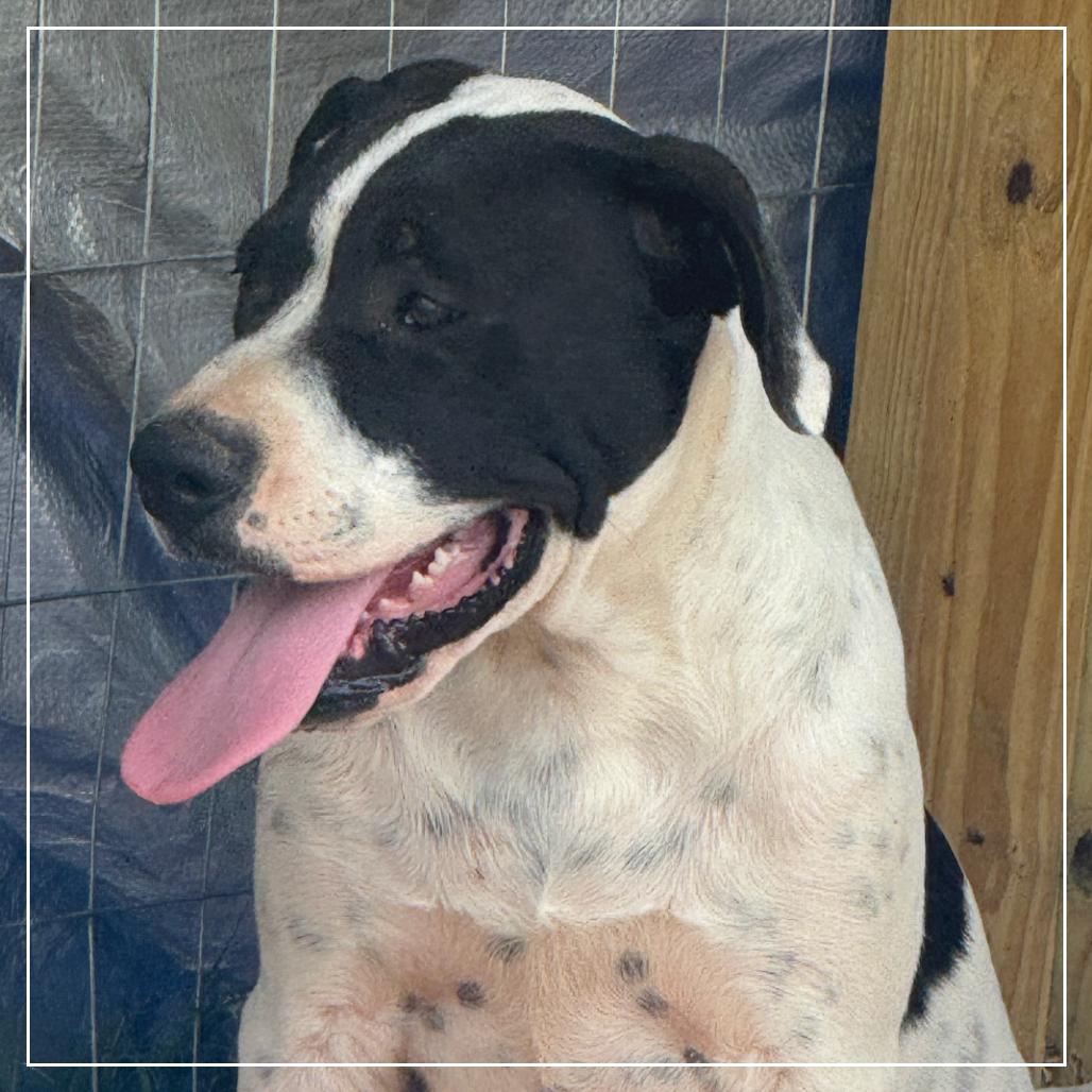 Tucker, a Adoptable mixed breed in Little Rock, AR image 4/4