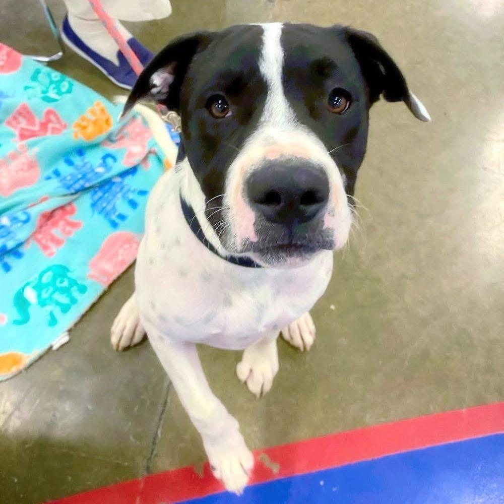 Enlarge Tucker, a Adoptable mixed breed in Little Rock, AR image 6/6