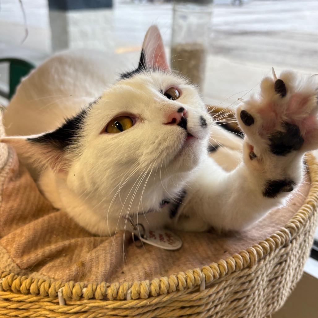 Enlarge Cindy, a Adoptable Domestic Short Hair in Normal, IL image 1/3