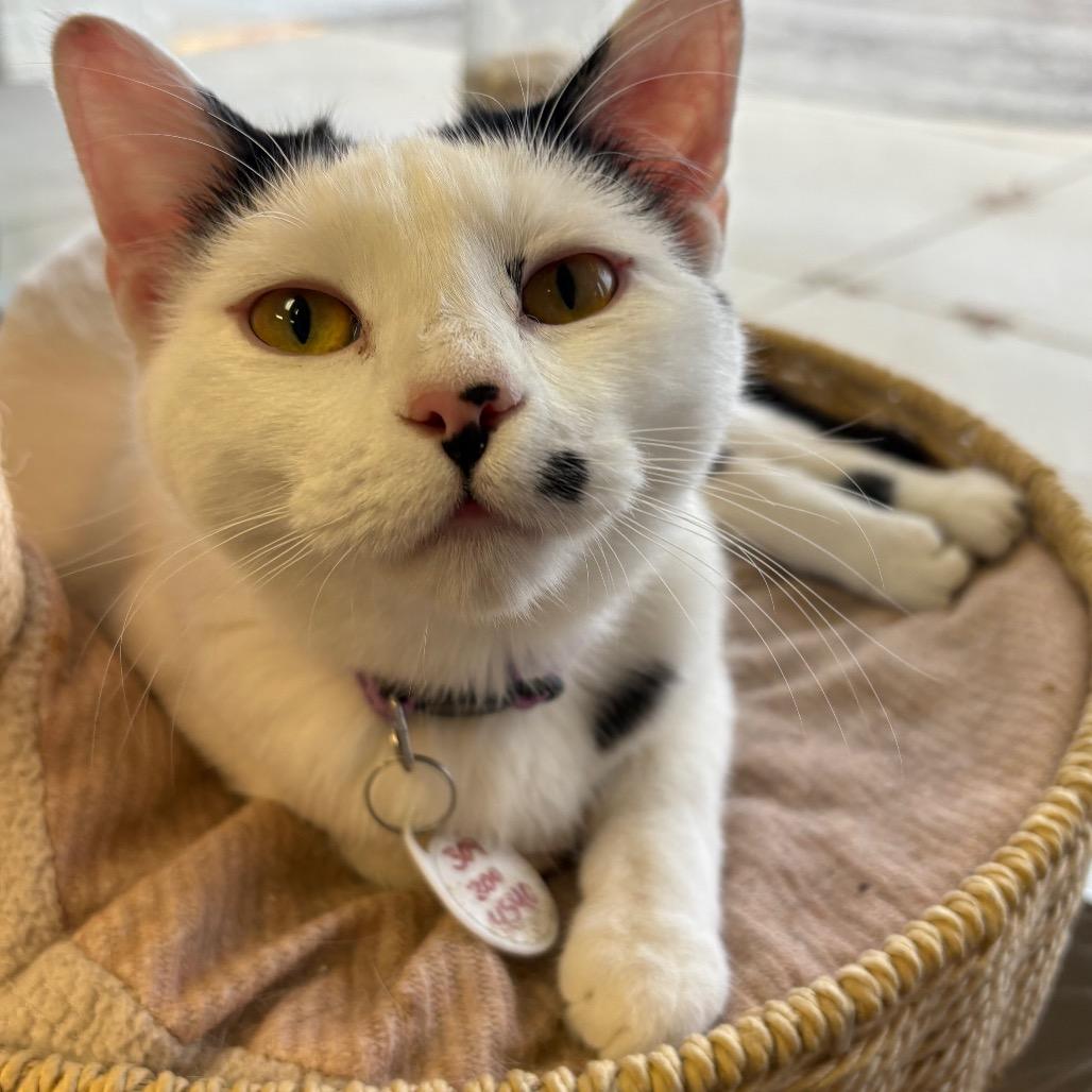 Enlarge Cindy, a Adoptable Domestic Short Hair in Normal, IL image 2/3