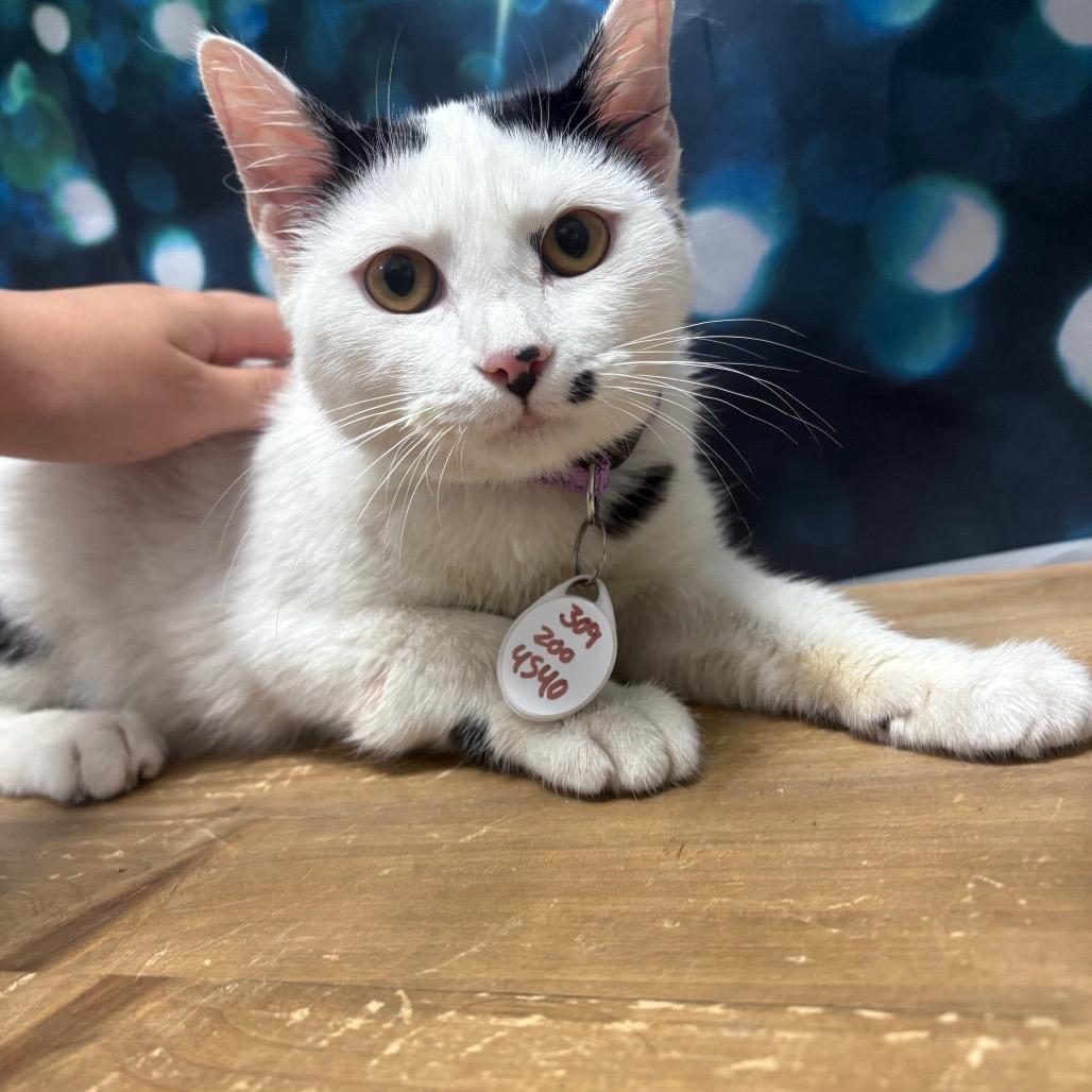 Enlarge Cindy, a Adoptable Domestic Short Hair in Normal, IL image 3/3