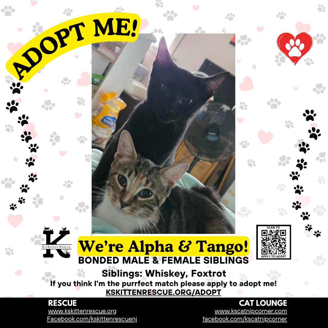 Alpha (bonded to Tango), Adoptable, Kitten Male Domestic Short Hair.