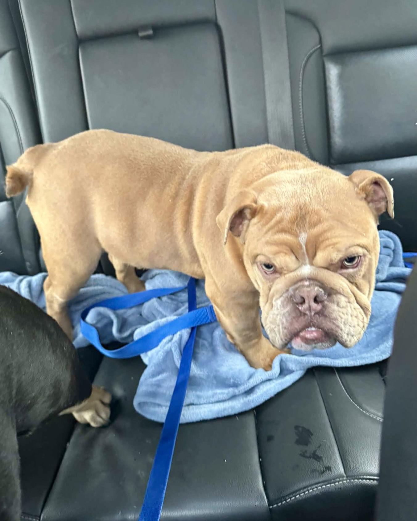 Nutter Butter thumbnail 2