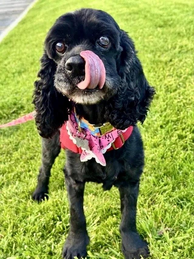 Cory, ADOPTABLE, Adult Male Cocker Spaniel.