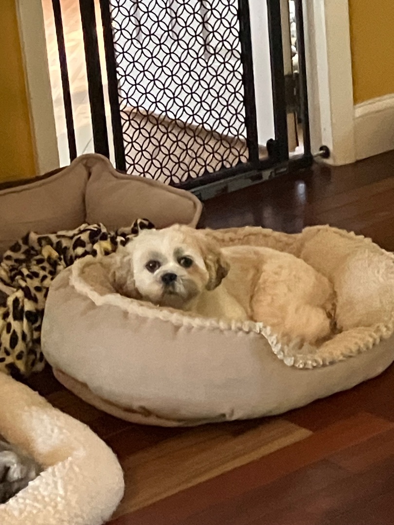 Enlarge Miyu, a Adopted Shih Tzu in Bonita Springs, FL image 1/1