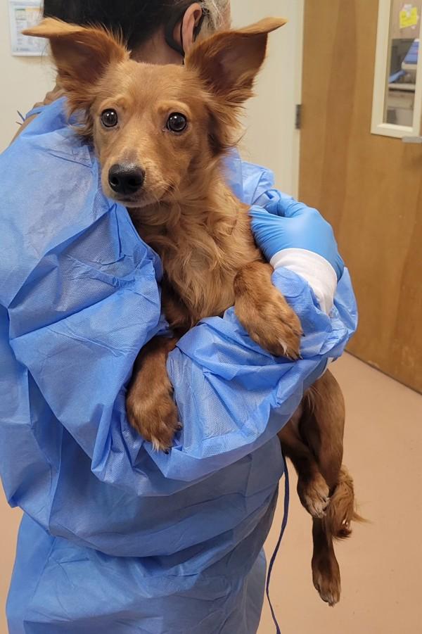 Enlarge Romeo, a Adoptable mixed breed in Kennewick, WA image 1/1