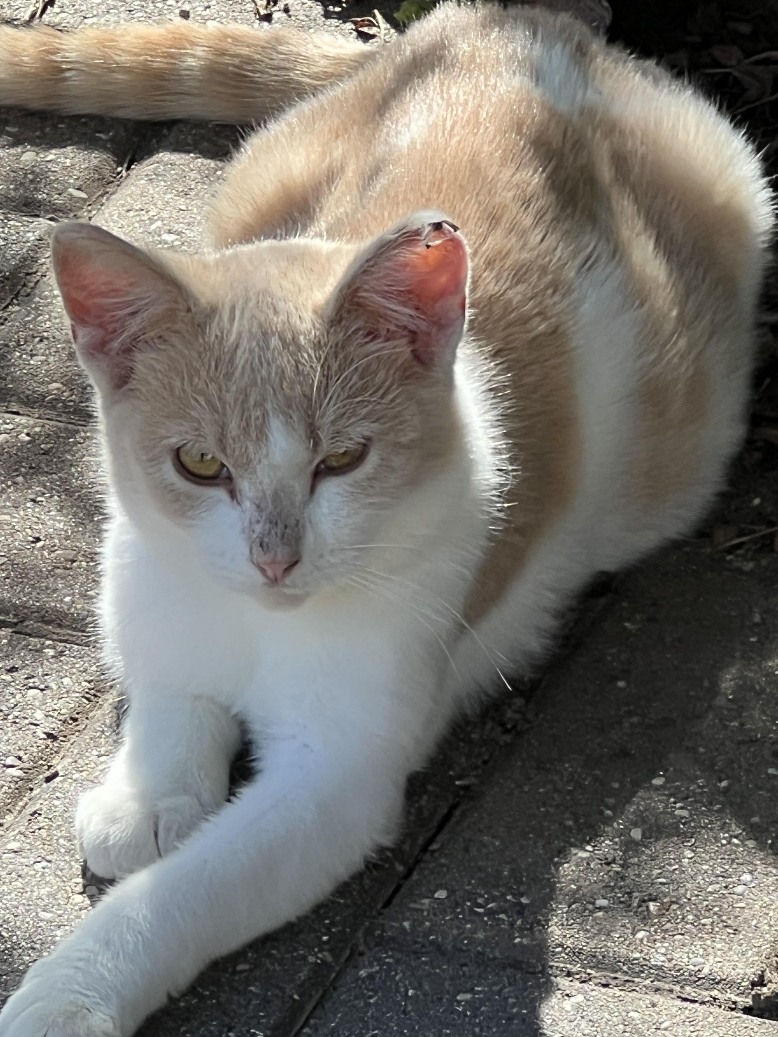 Samson, Adoptable, Young Male American Shorthair.