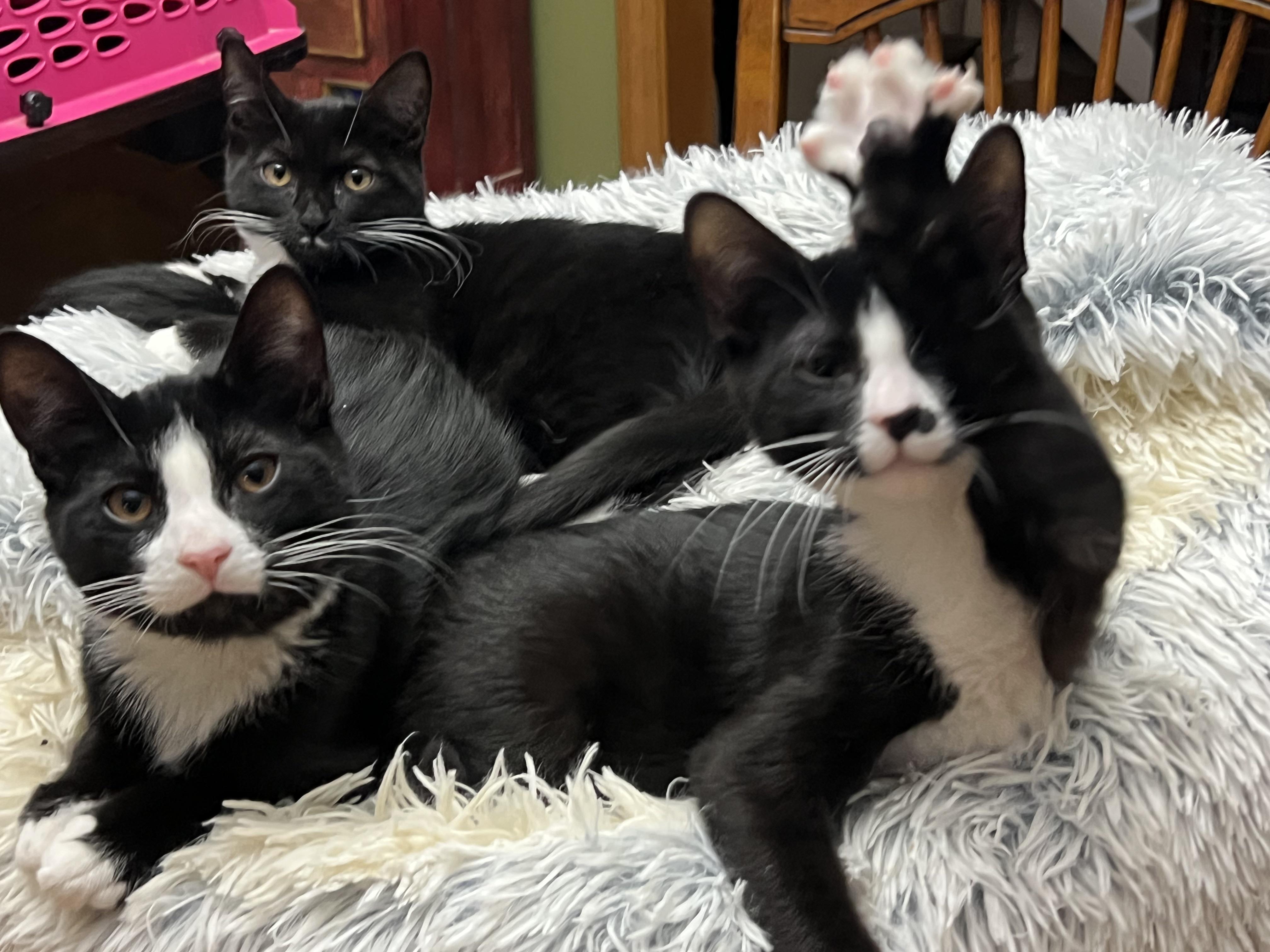 The Tuxedo Mafia (the cutest crime family in town), a Adoptable mixed breed in New Milford, CT image 1/6