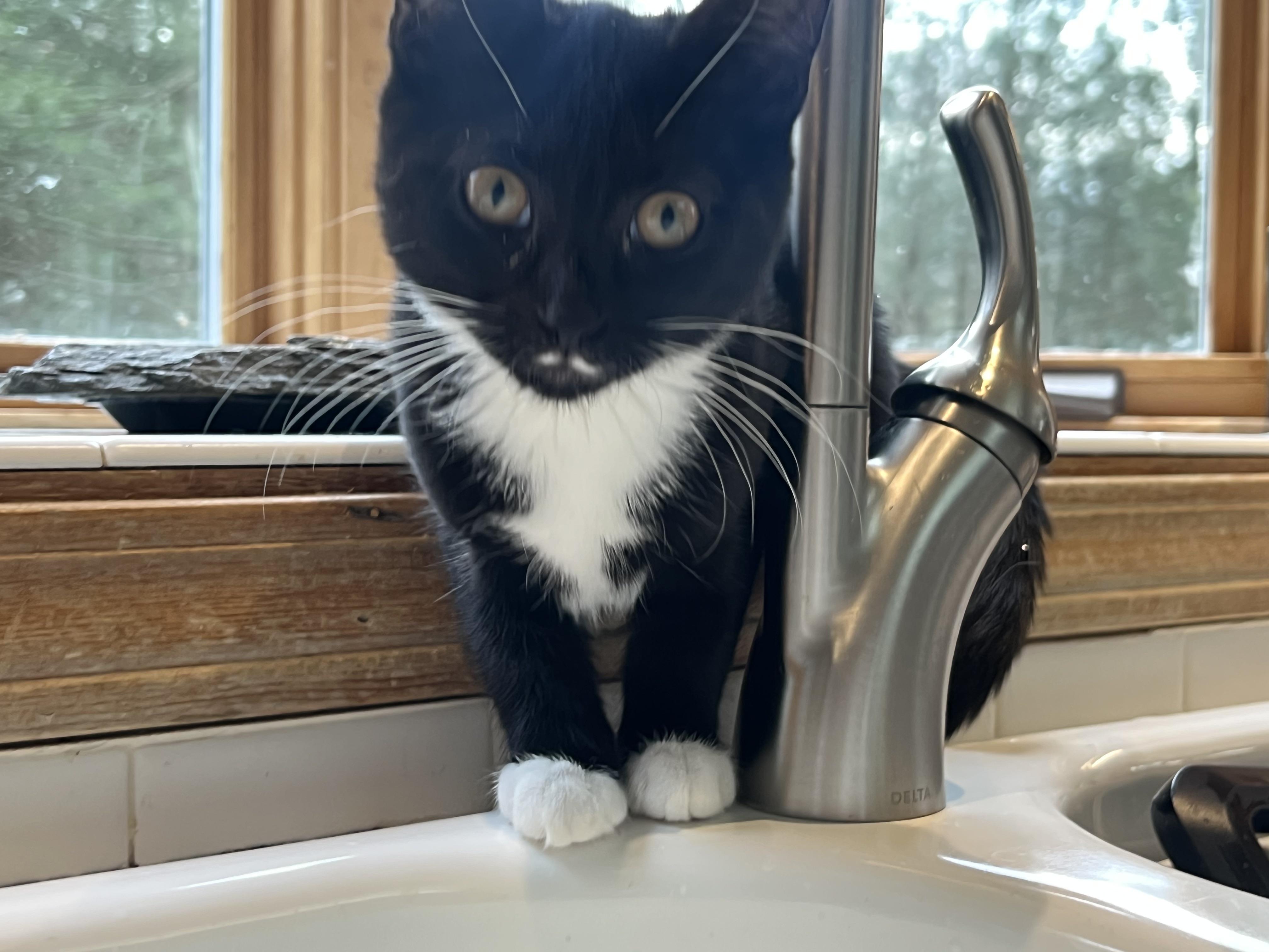 The Tuxedo Mafia (the cutest crime family in town), a Adoptable mixed breed in New Milford, CT image 5/6