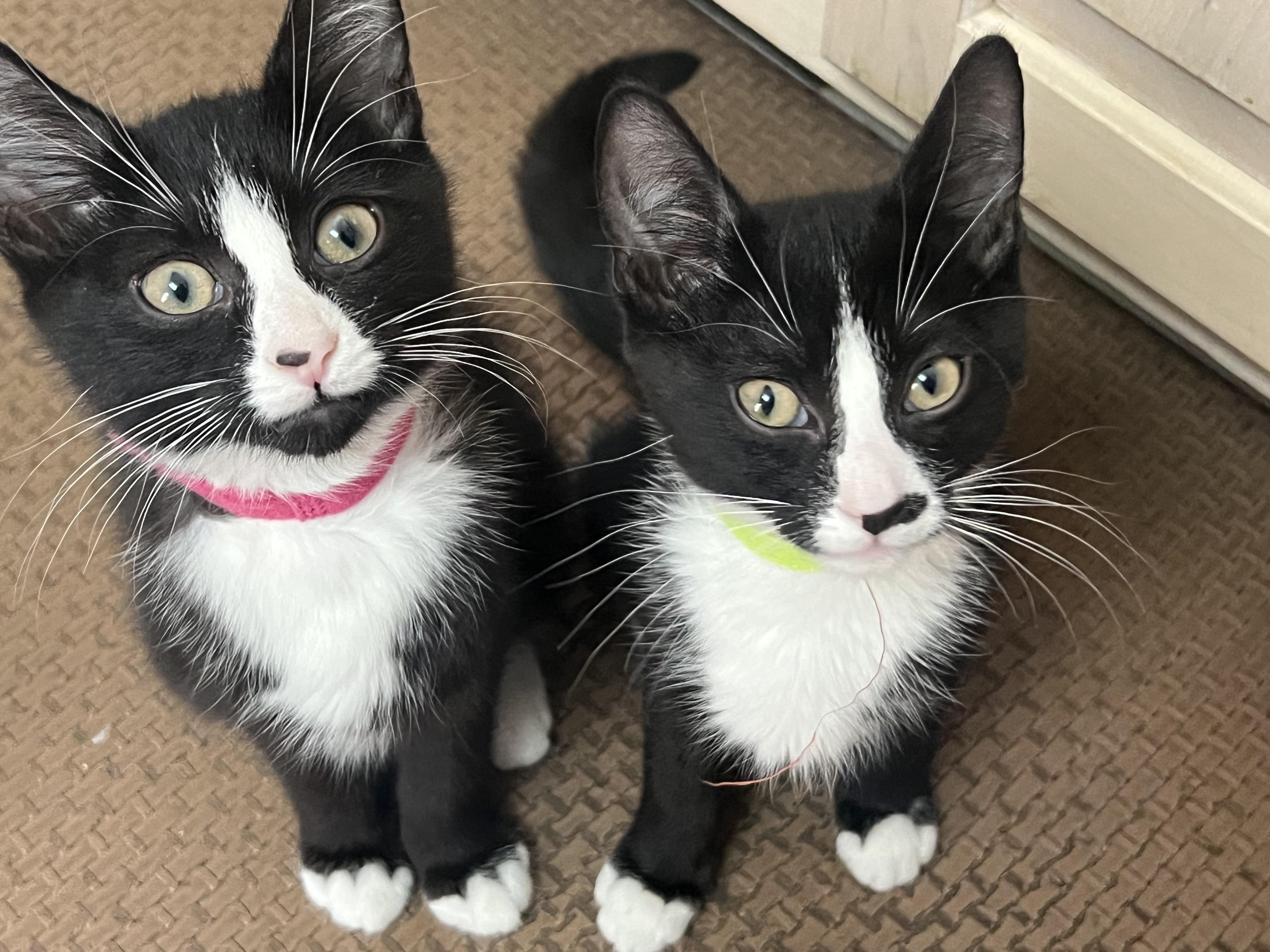 The Tuxedo Mafia (the cutest crime family in town)