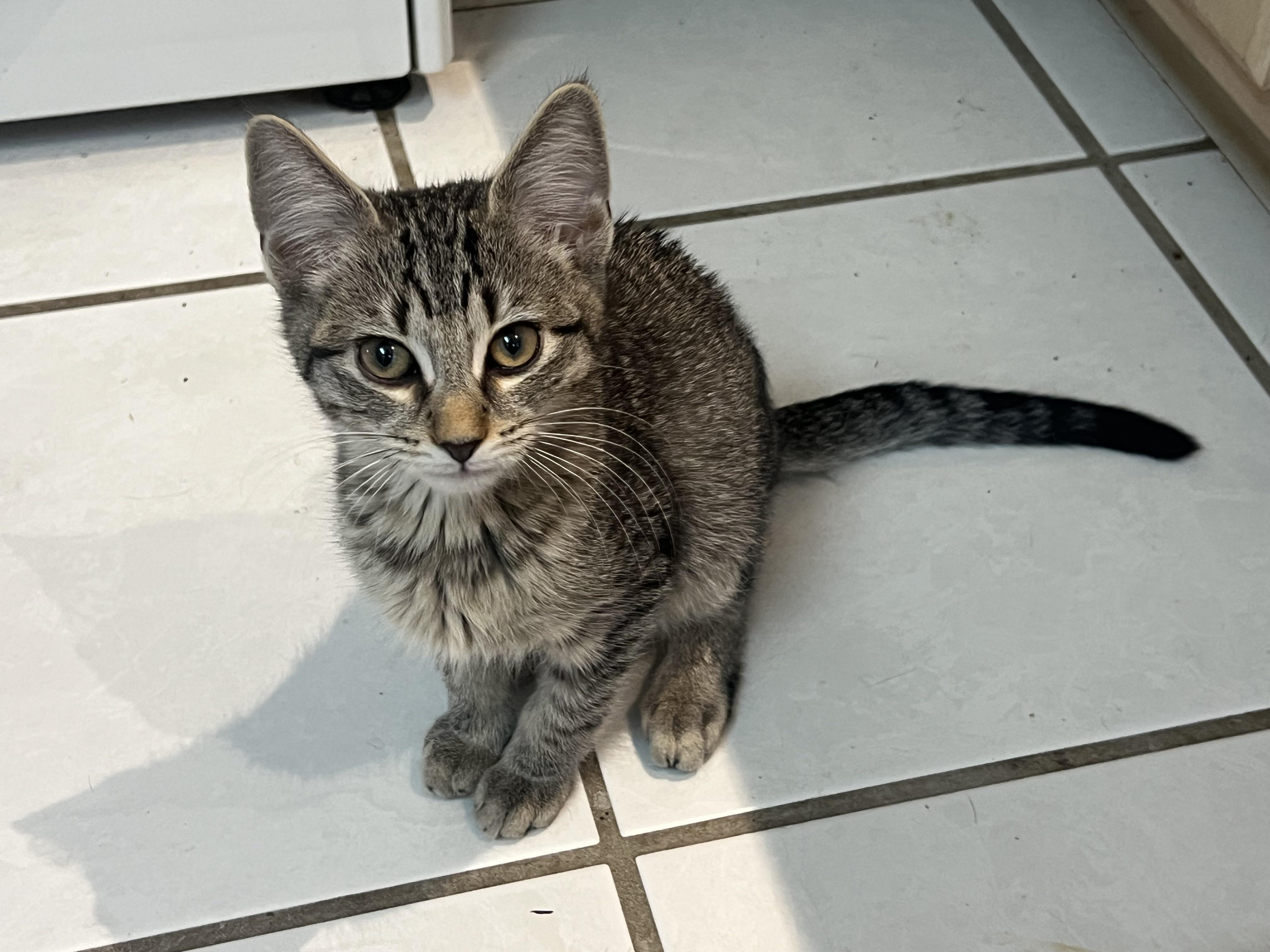 The Tuxedo Mafia (the cutest crime family in town)