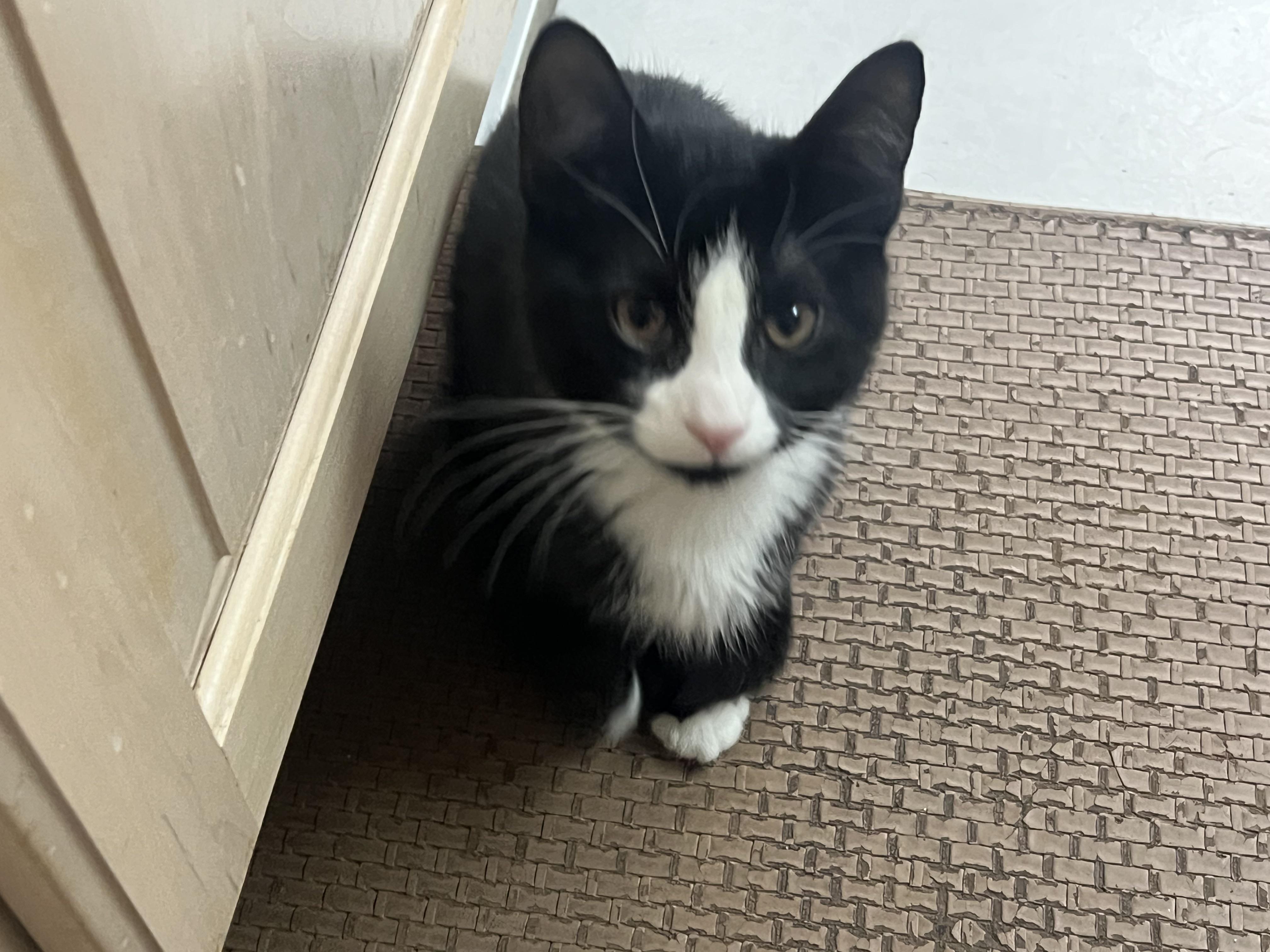 The Tuxedo Mafia (the cutest crime family in town)