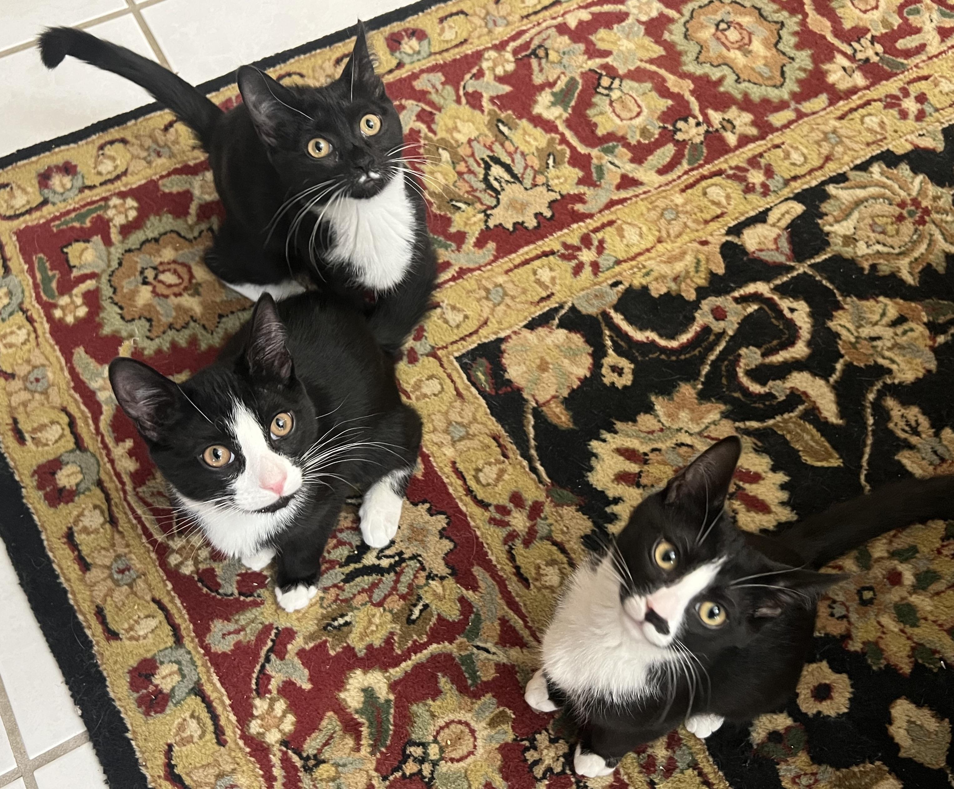 The Tuxedo Mafia (the cutest crime family in town), a Adoptable mixed breed in New Milford, CT image 4/6